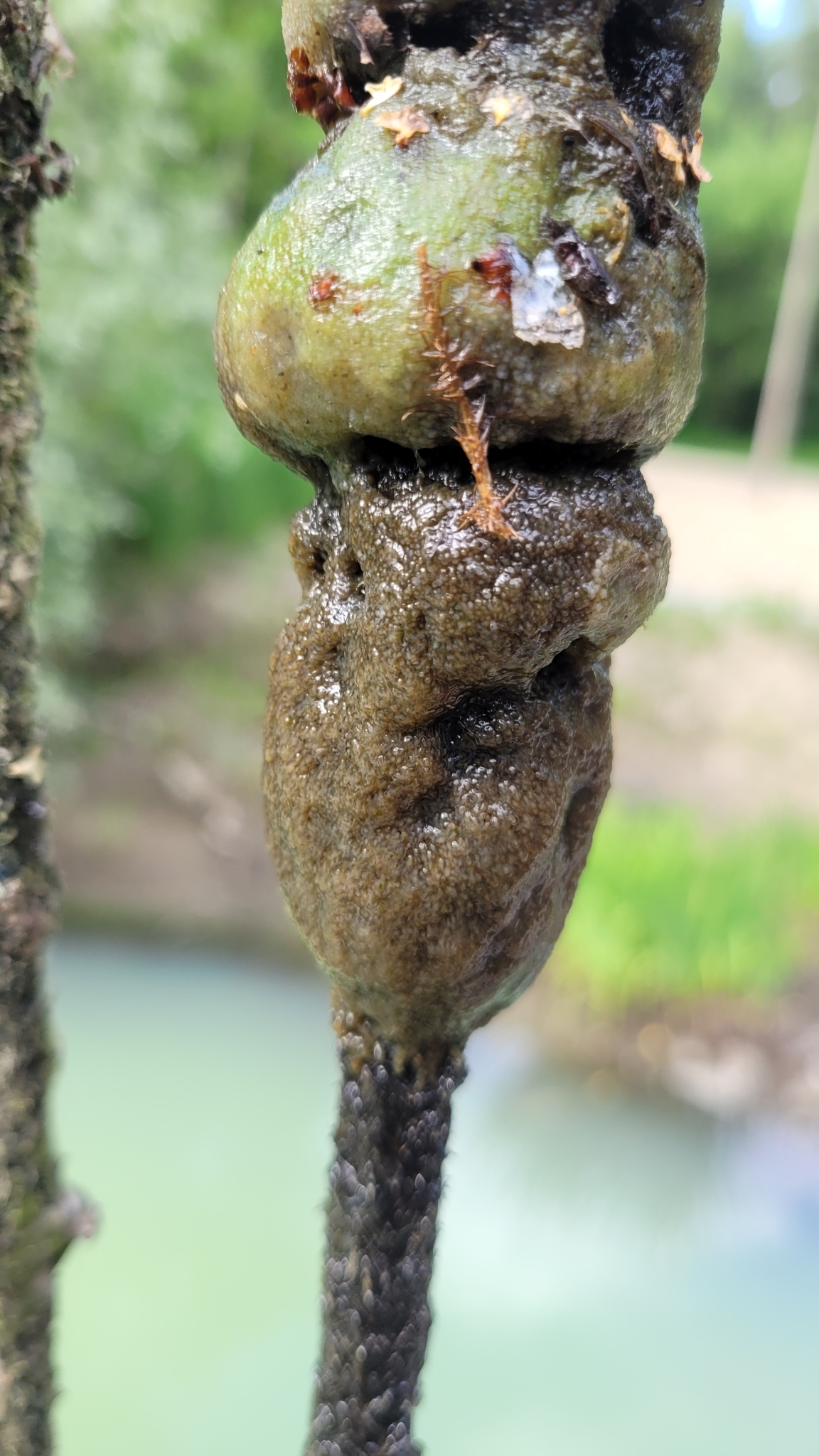 Plumatella fungosa (Pallas, 1768)