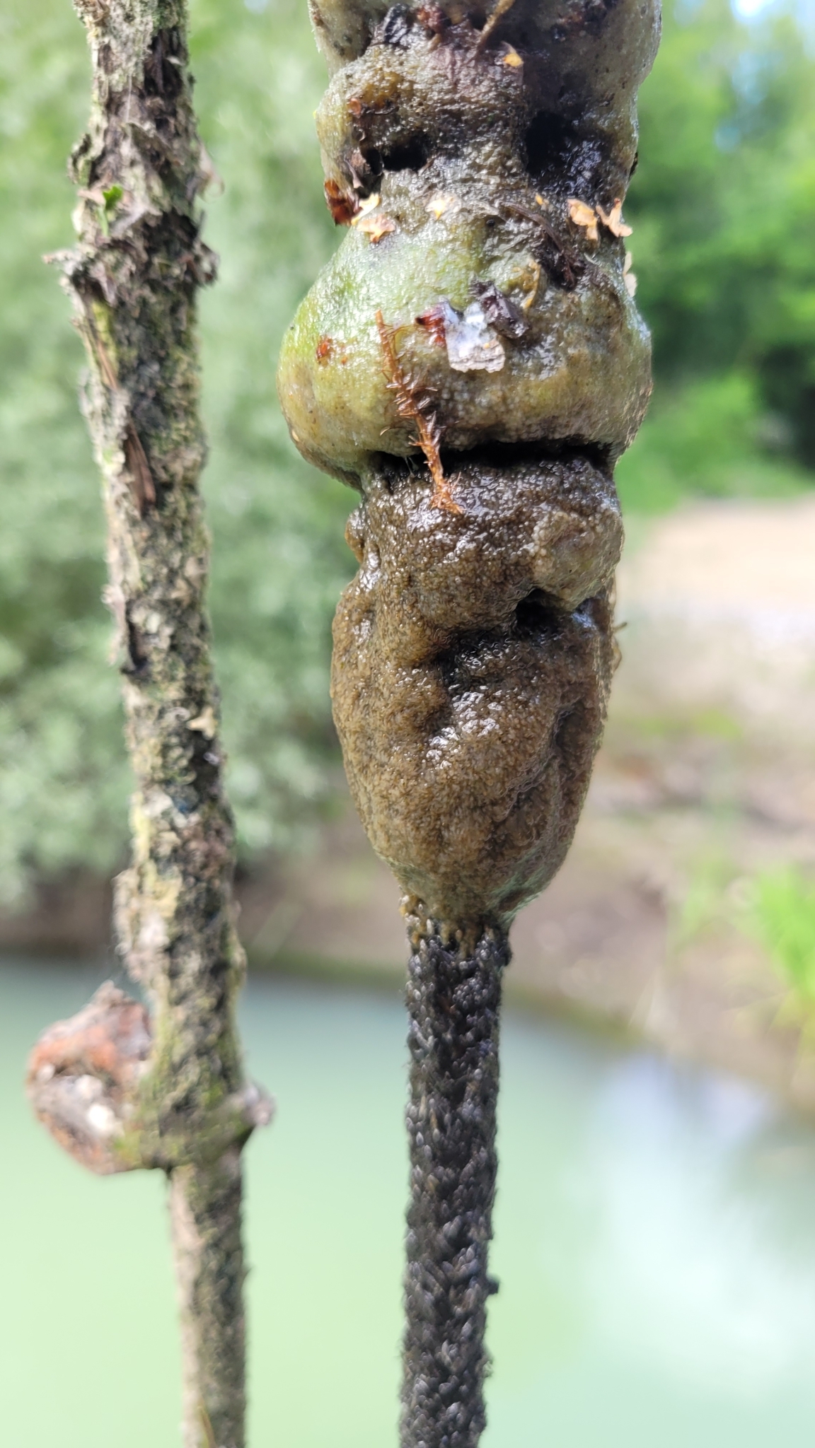 Plumatella fungosa (Pallas, 1768)