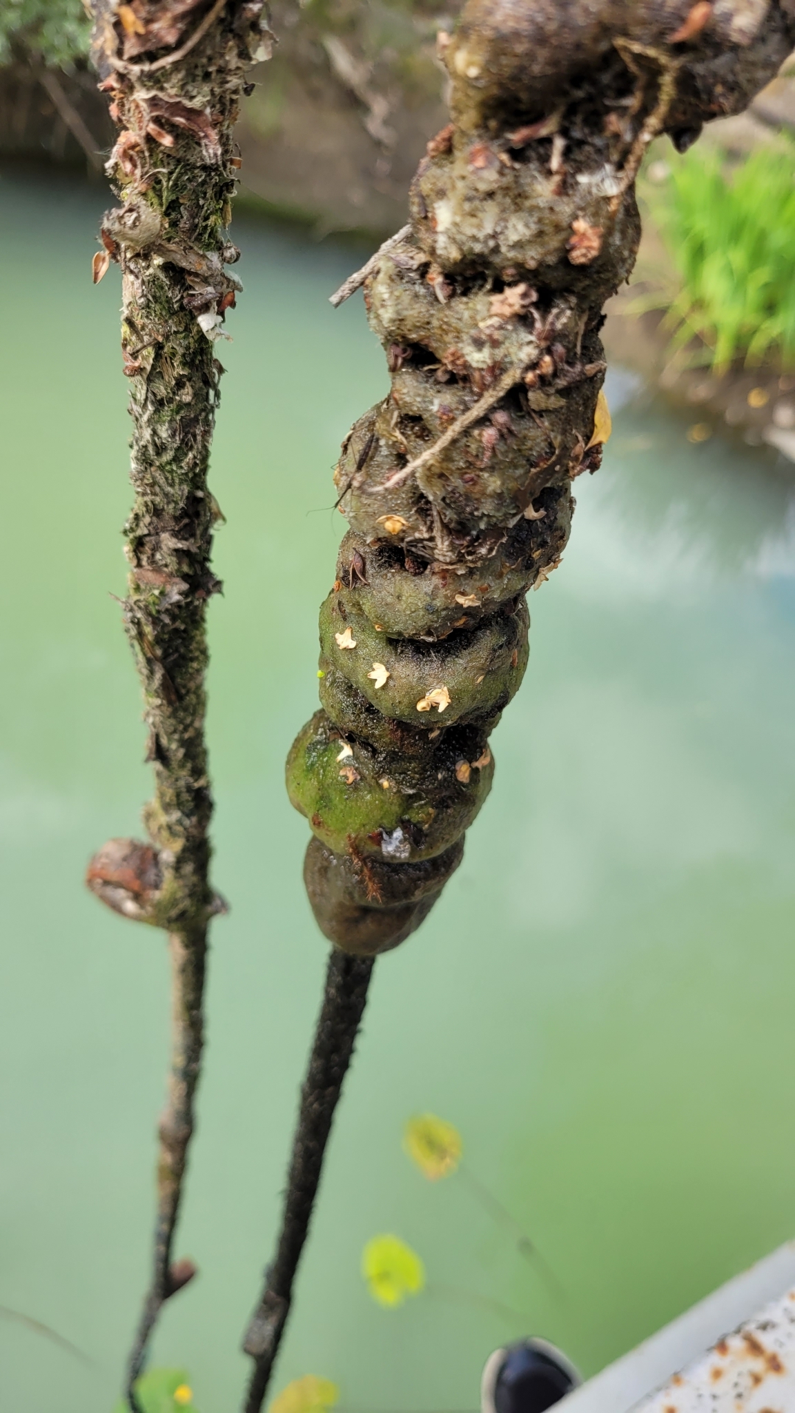 Plumatella fungosa (Pallas, 1768)