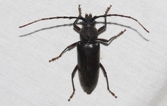 Enaphalodes seminitidus