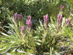 Castilleja lassenensis