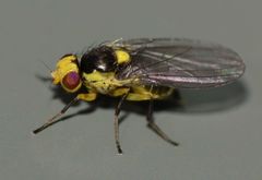 Liriomyza citreifemorata