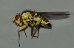 Liriomyza citreifemorata