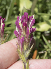 Castilleja lassenensis