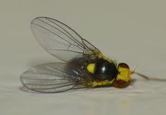 Liriomyza citreifemorata