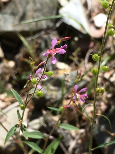 Mountain clarkia (Clarkia heterandra)
