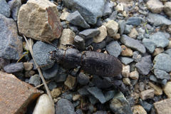 Mecodema sculpturatum