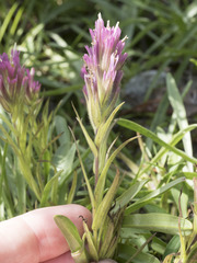 Castilleja lassenensis