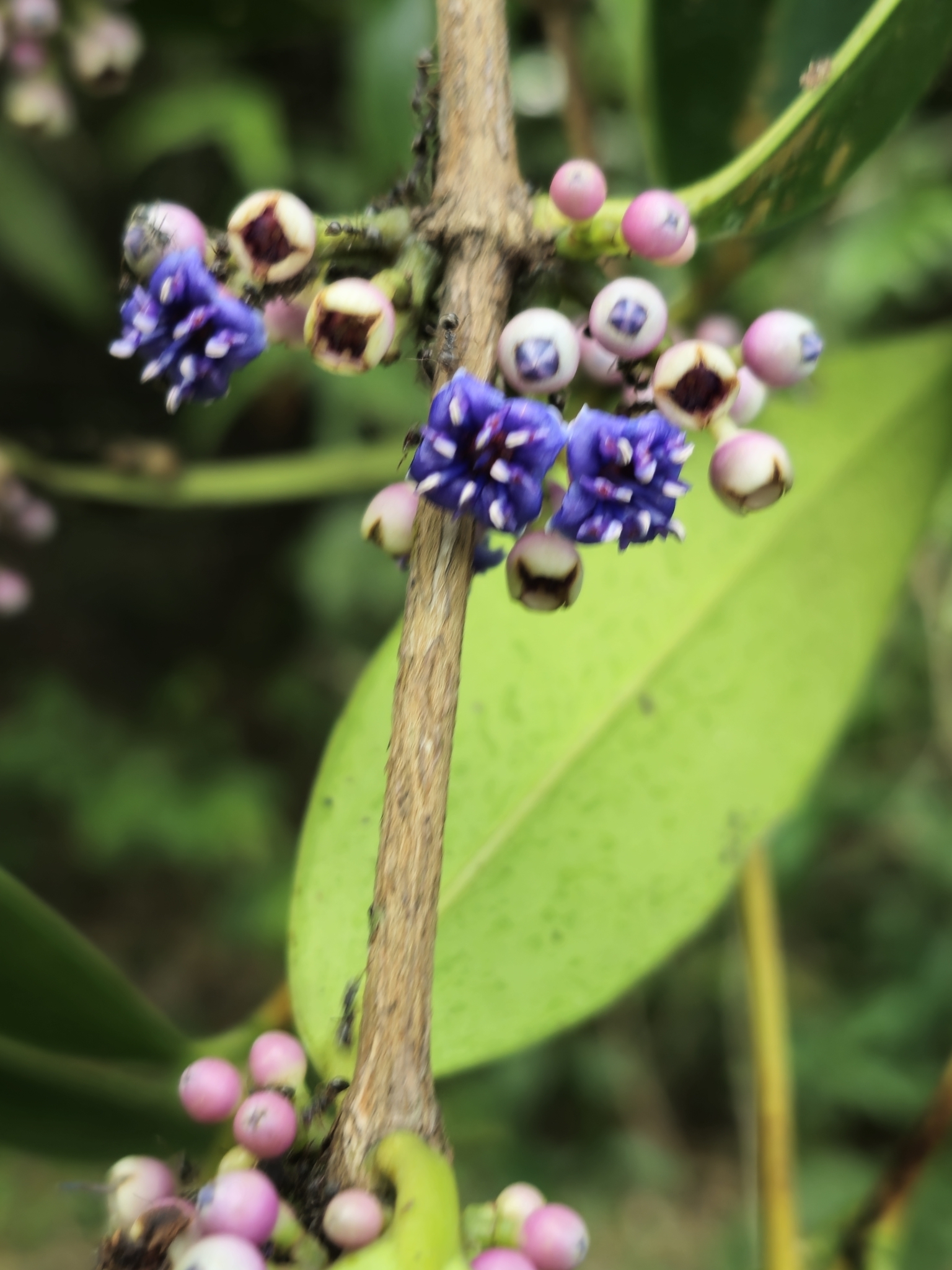 Memecylon angustifolium