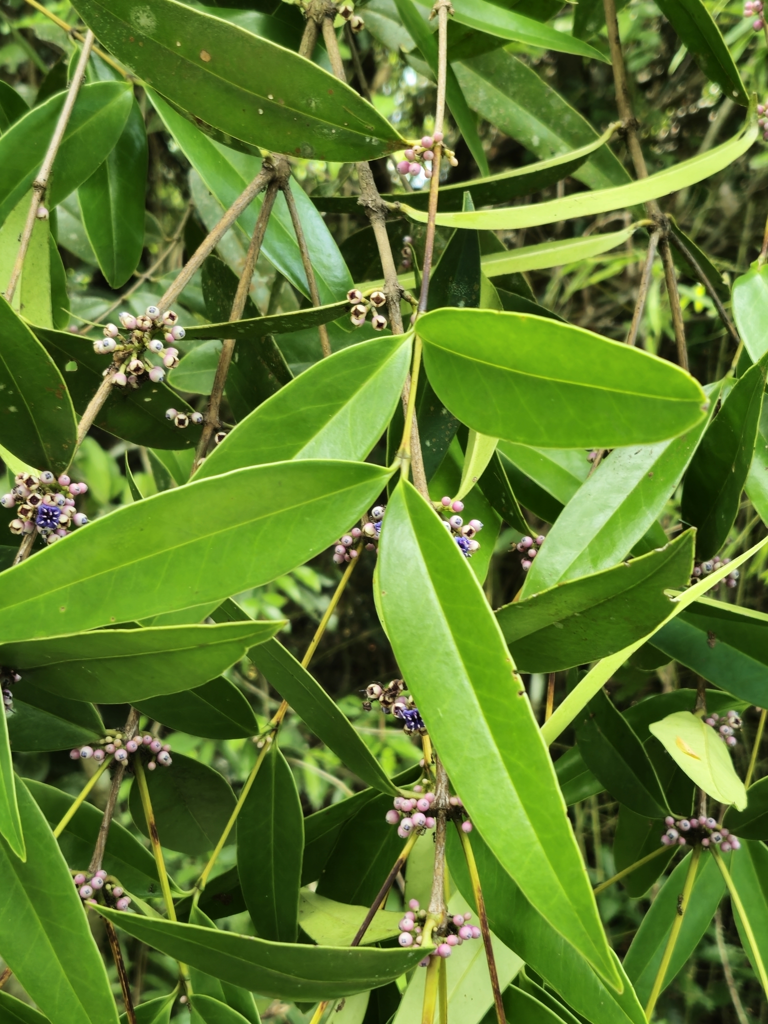 Memecylon angustifolium — ảnh 2