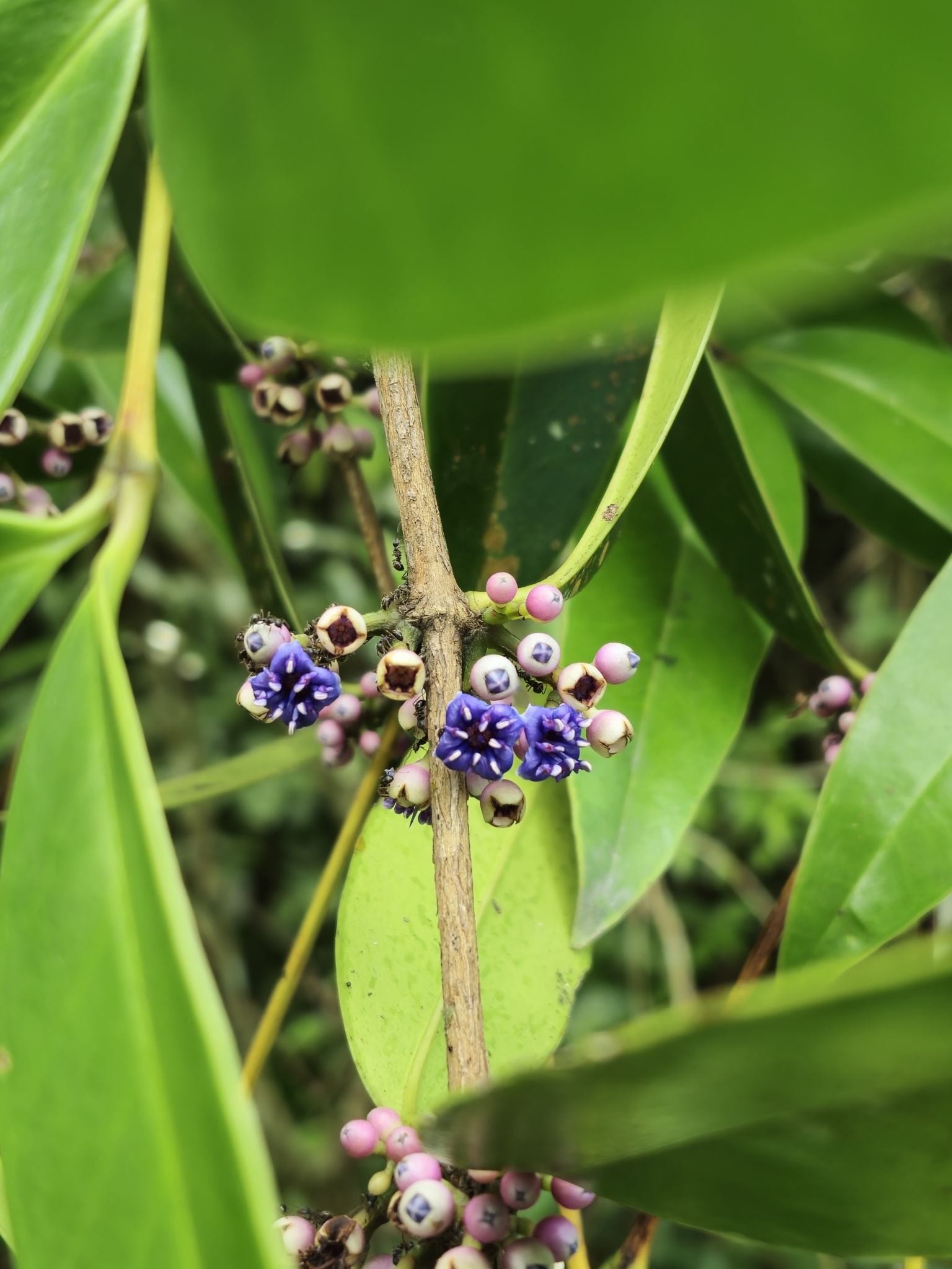 Memecylon angustifolium — ảnh 3