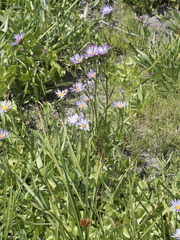 Symphyotrichum spathulatum
