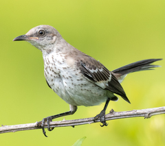 Northern Mockingbird photo 3