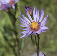 Symphyotrichum spathulatum