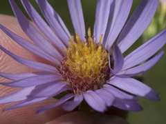 Symphyotrichum spathulatum