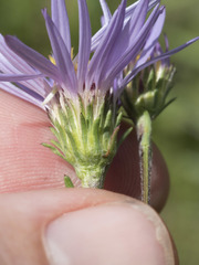 Symphyotrichum spathulatum