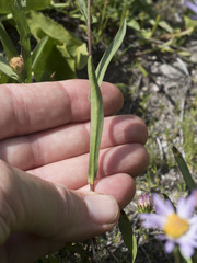 Symphyotrichum spathulatum