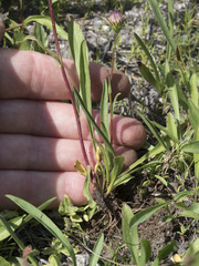 Symphyotrichum spathulatum