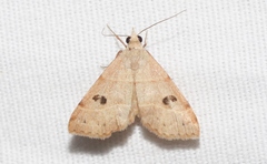 Hemeroplanis historialis