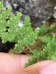 Woodsia oregana