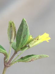 Erythranthe inflatula