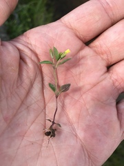 Erythranthe inflatula