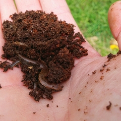 Oligosoma aeneum