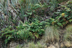 Anisotome lyallii