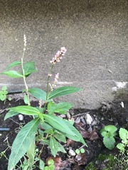 Persicaria longiseta