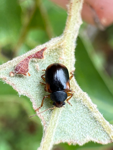 Orange-shouldered Metachroma