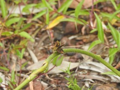 Taractrocera ceramas