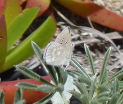 Icaricia icarioides parapheres