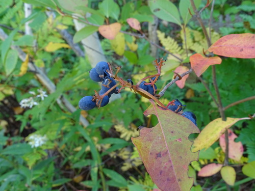 Northern wild raisin (Viburnum cassinoides)