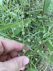 Pombalia verticillata, photograph Sam Kieschnick, CC BY, iNaturalist via GBIF