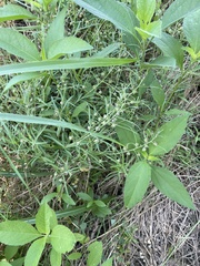 Pombalia verticillata, photograph Sam Kieschnick, CC BY, iNaturalist via GBIF