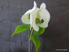 Cornus florida urbiniana
