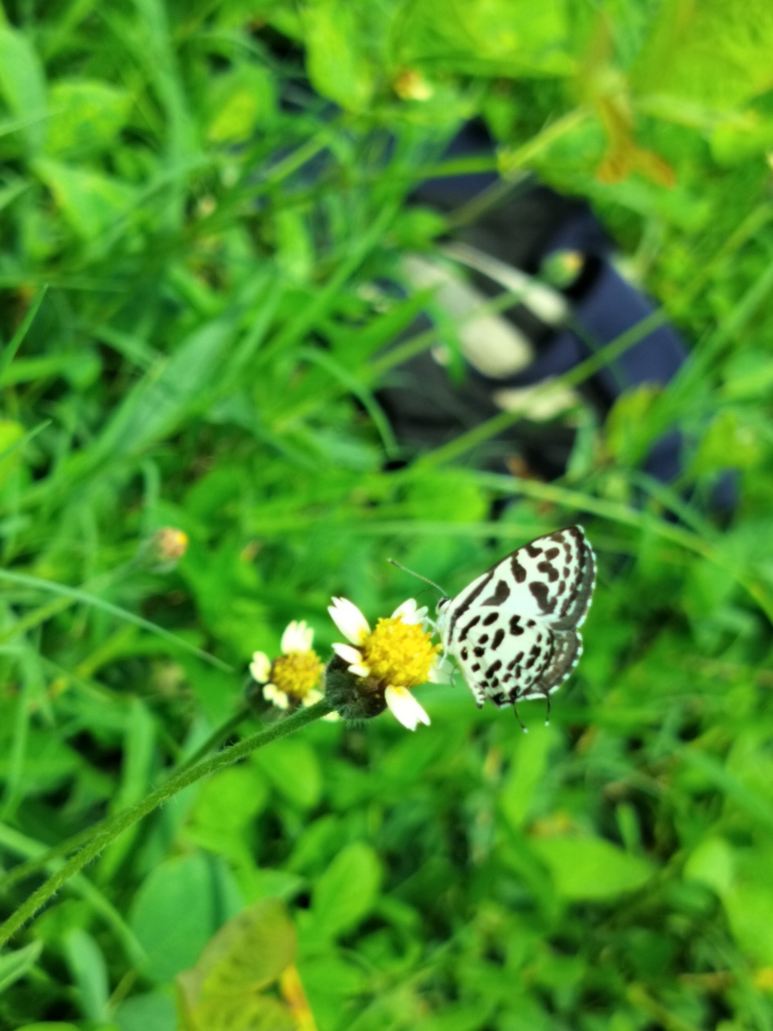 Common Pierrot