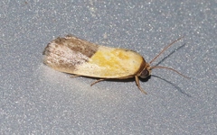 Ponometia bicolorata