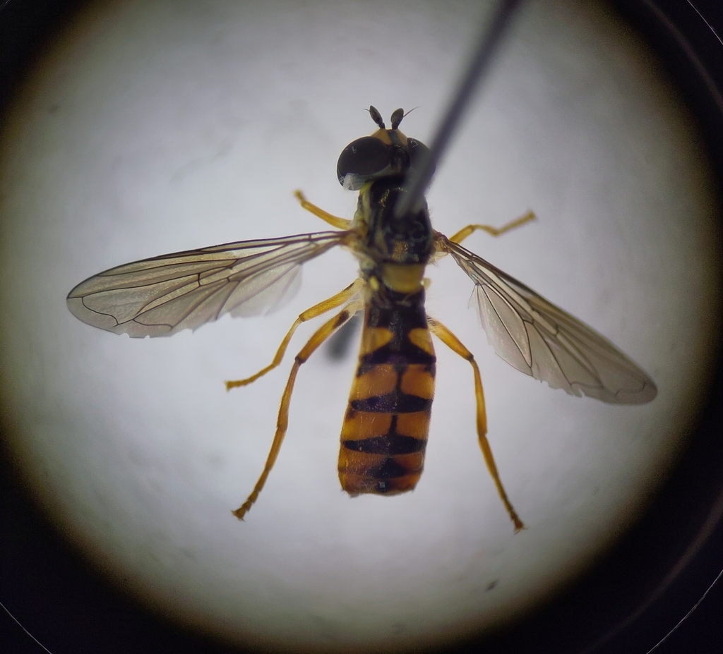 Sphaerophoria loewi