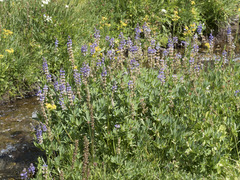 Lupinus burkei