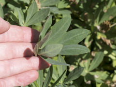 Lupinus burkei