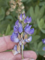 Lupinus burkei