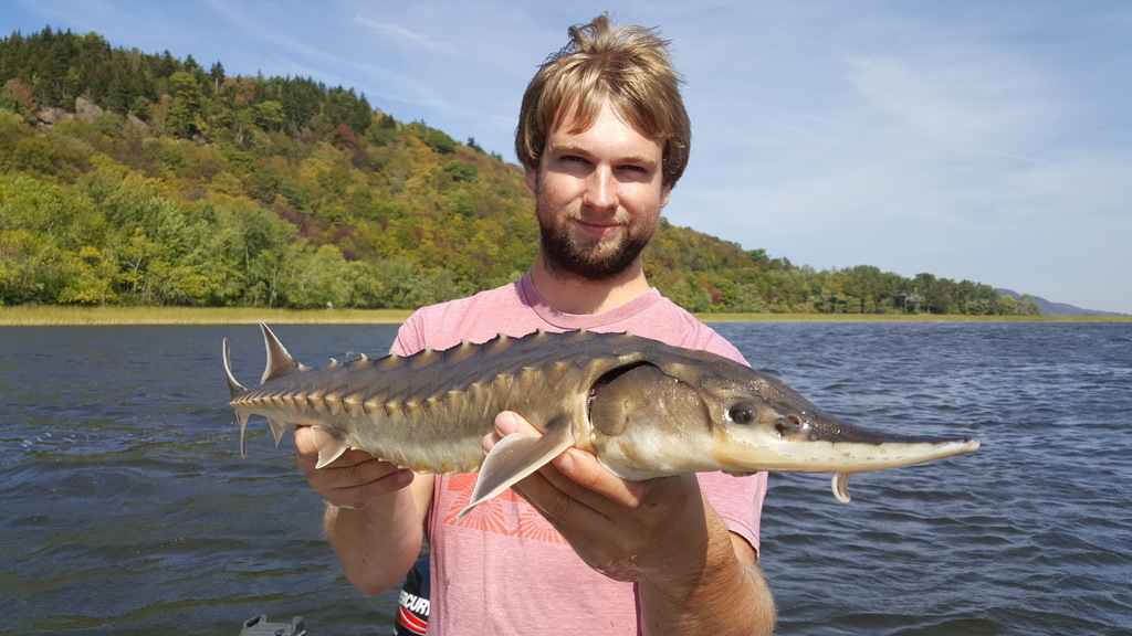 Atlantic Sturgeon in September 2019 by Bradley Rasmussen · iNaturalist