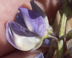 Lupinus burkei