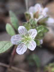 Phacelia purpusii