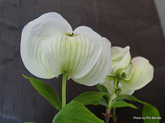 Cornus florida urbiniana