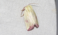 Thurberiphaga diffusa