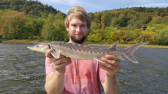 Acipenser brevirostrum