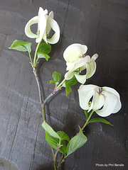 Cornus florida urbiniana