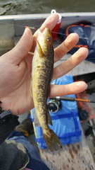 Microgadus tomcod